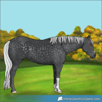 Horse Color:Silver Black Chinchilla 