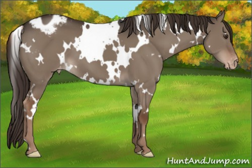 Horse Color:White Spotted Liver Red Dun Appaloosa 