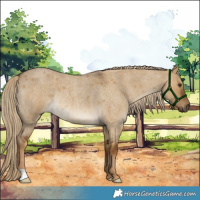 Horse Color:Chocolate Palomino Roan Dun Rabicano 