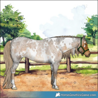 Horse Color:White Spotted Chocolate Palomino Roan 