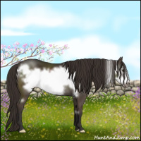 Horse Color:Liver Chestnut Frame