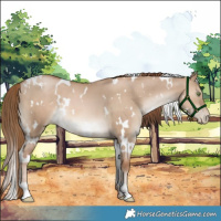 Horse Color:White Spotted Liver Red Dun Pearl