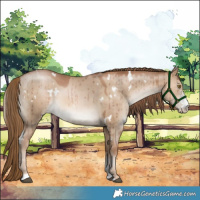 Horse Color:White Spotted Liver Red Dun Pearl Sabino Brindle 