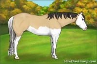 Horse Color:Buckskin Dun Splash