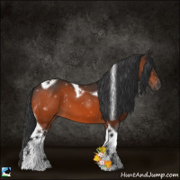 Horse Color:Bay Tobiano 