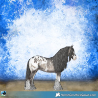 Horse Color:Blue Onyx Sabino Appaloosa Rabicano 