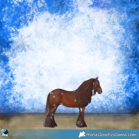 Horse Color:White Spotted Chocolate Brown Rabicano