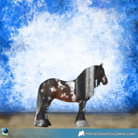 Horse Color:White Spotted Brown 