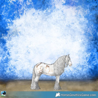 Horse Color:Silver Brown Onyx Sabino Blanket Rabicano 