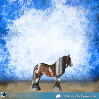 Horse Color:White Spotted Brown Sabino Rabicano 