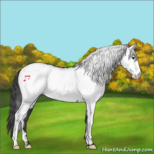 Horse Color:White Spotted Black Rabicano 