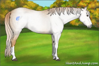 Horse Color:Gray Palomino 