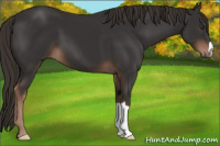 Horse Color:Liver Chestnut 