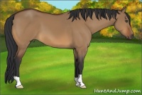 Horse Color:Unknown 