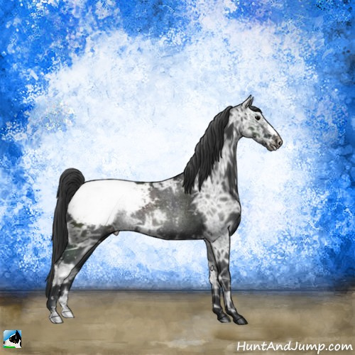 Horse Color:Black Ice Appaloosa Rabicano 