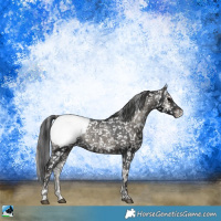 Horse Color:Blue Onyx Ice Appaloosa Rabicano 