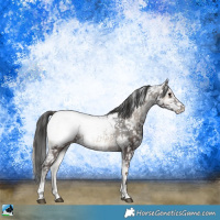 Horse Color:Blue Onyx Ice Appaloosa Rabicano 