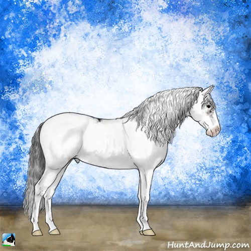 Horse Color:Blue Onyx Ice Sabino Appaloosa Rabicano 