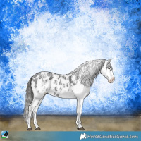 Horse Color:Black Sabino Snowflake Varnish 