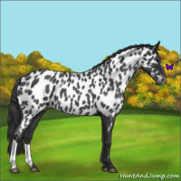 Horse Color:Blue Roan Near Leopard 