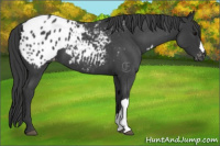 Horse Color:Blue Roan Appaloosa 