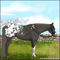Horse Color:Smoky Black Appaloosa 