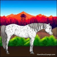 Horse Color:Black Appaloosa
