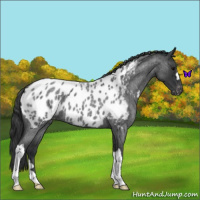 Horse Color:Blue Roan Near Leopard 