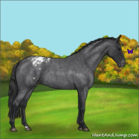 Horse Color:Blue Roan Varnish 