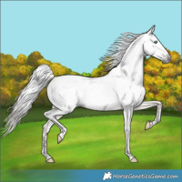 Horse Color:Gray Sable Champagne Roan Dun Appaloosa  and Bay Dun Appaloosa Rabicano 