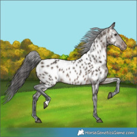 Horse Color:Brown Dun Near Leopard 
