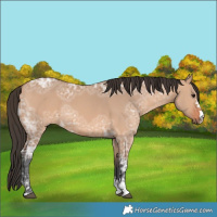 Horse Color:Bay Ice Dun 