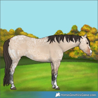 Horse Color:Bay Ice Dun 