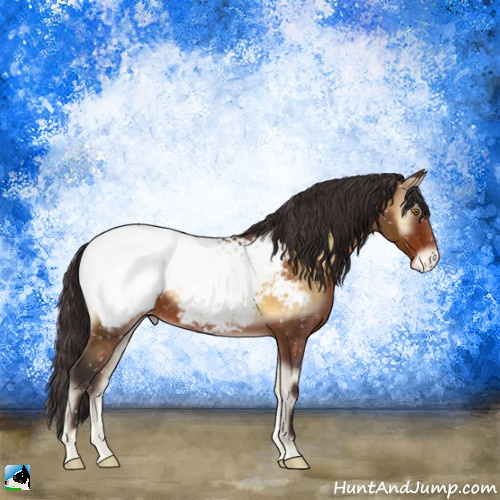 Horse Color:Buckskin Onyx Appaloosa 