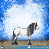 Horse Color:Brown Appaloosa Rabicano