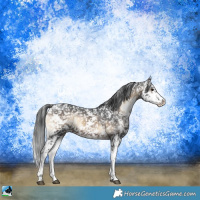 Horse Color:Brown Onyx Sabino Appaloosa 