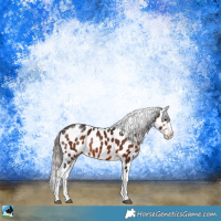 Horse Color:Brown Appaloosa Rabicano