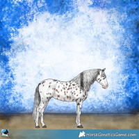 Horse Color:Brown Sabino Near Leopard Rabicano 
