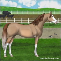 Horse Color:Red Dun Splash 