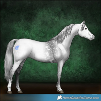 Horse Color:Gray White Spotted Black Tobiano 