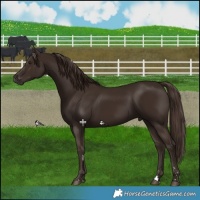 Horse Color:Liver Chestnut 