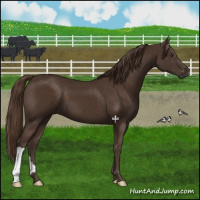 Horse Color:Liver Chestnut 