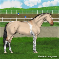Horse Color:Bay Dun Tobiano 