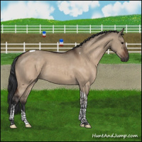 Horse Color:Brown Dun Tobiano 