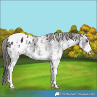 Horse Color:White Spotted Liver Chestnut Appaloosa 