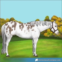 Horse Color:White Spotted Liver Red Dun Appaloosa Rabicano
