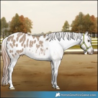 Horse Color:Liver Red Dun Appaloosa Rabicano 
