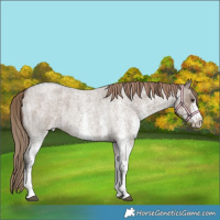 Horse Color:White Spotted Liver Red Dun Roan