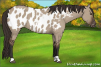 Horse Color:Liver Red Dun Appaloosa