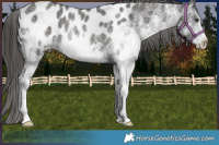 Horse Color:White Spotted Liver Chestnut Near Leopard Rabicano 